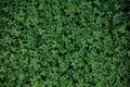 green glade clover grass background leaves carpet Royalty Free Stock Photo