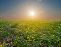 Green glade with flowers at the sunset Royalty Free Stock Photo