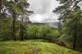 Green glade in the forest