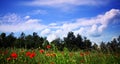 Green glade in front of pine wood Royalty Free Stock Photo