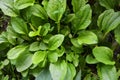 Green glade from the leaves of plantains and their seeds, fleaworts, plantago.