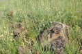 Green glade with rocks and blooming vegetation in wild nature Royalty Free Stock Photo