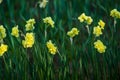 Green glade from white and yellow colors of narcissuses on a spring decline, in sunshine. Beautiful nature. Royalty Free Stock Photo