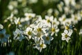 Green glade from white and yellow colors of narcissuses on a spring decline, in sunshine. Beautiful nature. Royalty Free Stock Photo