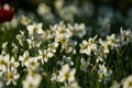 Green glade from white and yellow colors of narcissuses on a spring decline, in sunshine. Beautiful nature. Royalty Free Stock Photo