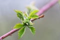 Young green leaves on a raspberry branch Royalty Free Stock Photo