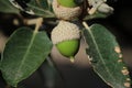 Green glans on the oak tree, Royalty Free Stock Photo