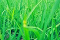 green grass texture Royalty Free Stock Photo