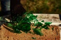 Green glass bottle being smashed on a rock Royalty Free Stock Photo