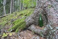 Green glass bottle under the spruce tree
