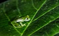 A green glass frog on a leaf in Costa Rica Royalty Free Stock Photo