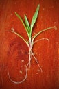 Green glass with roots on wood