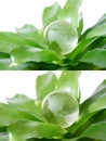 Green globe Royalty Free Stock Photo