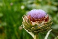 Green globe Artichoke Flower Cynara cardunculus in summer cottage garden