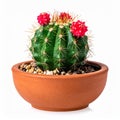 Green Globe Cactus with Red Flowers in Terracotta Pot on White Background Royalty Free Stock Photo