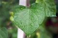 Green glorybind leaf in the shape of a heart. Royalty Free Stock Photo