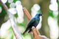 A Green Glossy Starling perched on a tree. Metallic Green colored bird