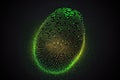 green glowing fingerprint on black background, concept image for biometric fingerprint