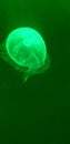 Green glowing jellyfish