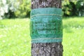 Glue band on a tree in the garden Royalty Free Stock Photo