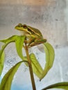 Green gold bell frog sitting on leves Royalty Free Stock Photo