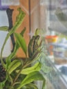 Green gold bell frog in terrarium sitting on a leaf Royalty Free Stock Photo