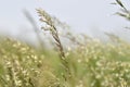 Green and gold blooming tall grass. Meadov at the river bank and green stems detail. Various tall grass. Blurred Background.