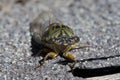 A Green and Gold Cicada Close up