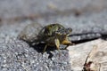 A Green and Gold Cicada Close up