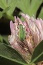 Green and gold coleopter (phyllobius)