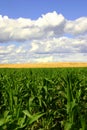 Green and Gold Fields, Blue Skies II Royalty Free Stock Photo