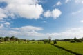 Green and Gold Fields, Blue Skies Royalty Free Stock Photo