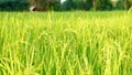 Green and gold fields, rice is going out in the natural green color in the evening to the golden sun Royalty Free Stock Photo