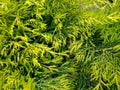 Juniperus x pfitzeriana `Old Gold`