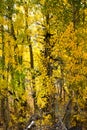 Green and gold leaves cover aspen trees Royalty Free Stock Photo