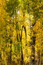 Green and gold leaves cover aspen trees Royalty Free Stock Photo