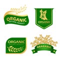 Green and gold paddy rice organic natural product banner vector design Royalty Free Stock Photo