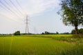 green and gold rice fields with high voltage tower background Royalty Free Stock Photo