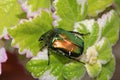 Green and gold scarab (cetonia aurata)