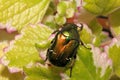 Green and gold scarab (cetonia aurata)