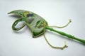 Green and gold traditional venetian carnival mask on stick on white background Royalty Free Stock Photo