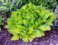 Green and Gold Variegated Hosta