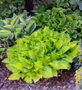 Green and Gold Variegated Hostas Royalty Free Stock Photo