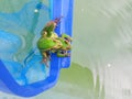 Green and Golden Bell Frog Couple Royalty Free Stock Photo