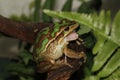 Green and Golden Bell frog Royalty Free Stock Photo