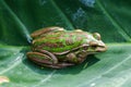 Green and Golden Bell Frog Royalty Free Stock Photo