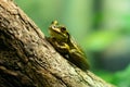 Green and golden Bell Frog or Litoria aurea from Australia Royalty Free Stock Photo