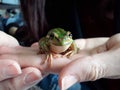 Green and Golden Bell Frog