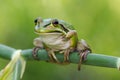 Green and Golden Bell Frog Royalty Free Stock Photo