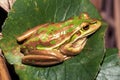 Green and Golden Bell Frog Royalty Free Stock Photo